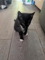 Mooie kitten, Dieren en Toebehoren, Katten en Kittens | Overige Katten, Kater