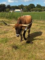 Texas longhorn koe te koop, Dieren en Toebehoren, Vrouwelijk, 3 tot 6 jaar