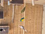 Te koop 4 turqusine parkieten, Dieren en Toebehoren, Vogels | Parkieten en Papegaaien, Meerdere dieren, Parkiet, Geringd