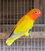 2 Euwing Dilute/Opaline mannen 2025, Dieren en Toebehoren, Vogels | Parkieten en Papegaaien, Mannelijk, Dwergpapegaai of Agapornis