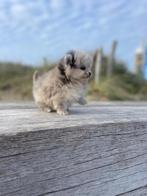 Pomeraniaan pup pomeriaan, Dieren en Toebehoren, Particulier, Rabiës (hondsdolheid), Teef, 8 tot 15 weken
