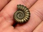 Iron pyrite ammonite fossil - Fossiel 196 miljoen jaar oud, Ophalen of Verzenden, Fossiel