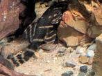 Panaqe sp L204 Black/Yellow stripe, Dieren en Toebehoren, Vissen | Aquariumvissen, Vis