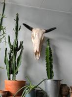 Buffel schedel, Ophalen of Verzenden, Zo goed als nieuw