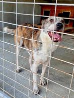 ECHTE HONDENLIEFHEBBER GEZOCHT VOOR ZEER LIEVE REU JUMBO, Dieren en Toebehoren, Particulier, Rabiës (hondsdolheid), Reu, Buitenland