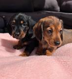 Prachtige kaninchen/dwerg ruwhaar teckeltjes, Kaninchen, Reu, CDV (hondenziekte), 8 tot 15 weken