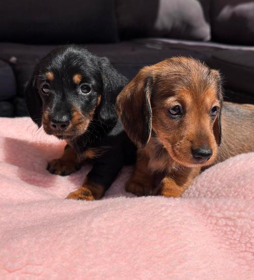 Prachtige kaninchen/dwerg ruwhaar teckeltjes, Dieren en Toebehoren, Honden | Teckels en Dashonden, Reu, Ruwhaar, Kaninchen, Fokker | Hobbymatig