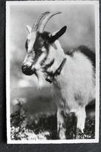 Een geit met een belletje, Verzamelen, Ansichtkaarten | Dieren, Overige soorten, Ongelopen, Voor 1920, Verzenden