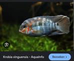 Gezocht volwassen man krobia xinguensis, Dieren en Toebehoren, Vis