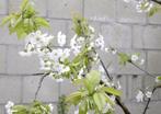 Kersenboom, Tuin en Terras, Planten | Fruitbomen, Lente, Volle zon, 400 cm of meer, Ophalen