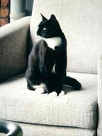 Hoi mijn naam is Garfield Ik ben heel lieve poes