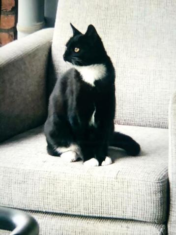  Hoi mijn naam is Garfield Ik ben heel lieve poes  beschikbaar voor biedingen