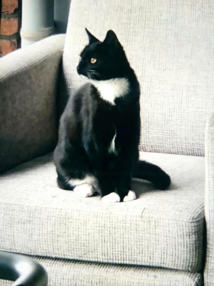 Hoi mijn naam is Garfield Ik ben heel lieve poes, Dieren en Toebehoren, Katten en Kittens | Overige Katten