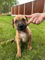 Prachtige Kruising Staffords/Ca De Bou, Dieren en Toebehoren, Honden | Niet-rashonden, Rabiës (hondsdolheid), 8 tot 15 weken, Meerdere
