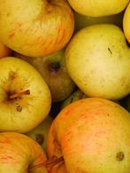Zoete appels voor stamppot hete bliksem, Diversen, Ophalen