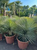 Yucca rostrata. Drie maten, 100 tot 250 cm, Zomer, Palmboom, Ophalen