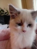 Te koop, Dieren en Toebehoren, Katten en Kittens | Raskatten | Langhaar, Kater, Met stamboom