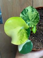 Peperomia raindrop variegata plant mint splash lime lemon, Huis en Inrichting, Kamerplanten, Ophalen of Verzenden, Overige soorten