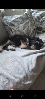 Hond York Black-tan, Dieren en Toebehoren, Katten en Kittens | Overige Katten, Meerdere dieren