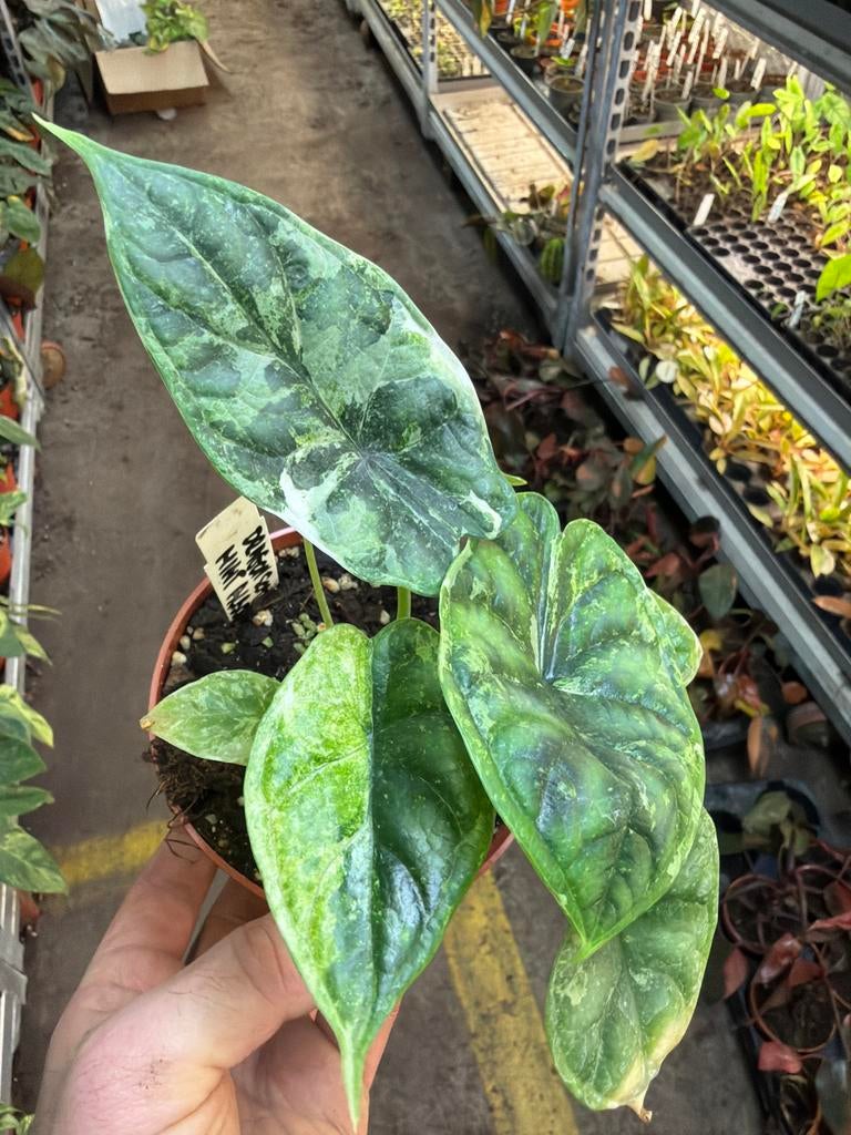 Alocasia Dragon Scale Albo Mint Variegata - 12cm pot, Huis en Inrichting, Kamerplanten, Overige soorten, In pot, Minder dan 100 cm