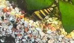 Helena slakken, Dieren en Toebehoren, Vissen | Aquariumvissen, Slak of Weekdier
