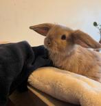 Tamme baby hangoor konijntjes 🎀, Dieren en Toebehoren, Konijnen, Meerdere dieren, Dwerg