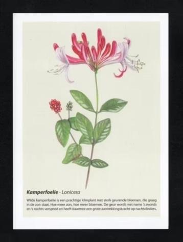 Geurkaart Kamperfoelie Lonicera beschikbaar voor biedingen