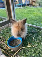 Konijntjes, Dieren en Toebehoren, Konijnen, Meerdere dieren, Middelgroot, 0 tot 2 jaar