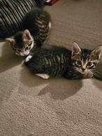 Kittens, Dieren en Toebehoren, Katten en Kittens | Raskatten | Korthaar, Kater