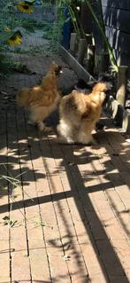 Zijdehoenkriel, 2 hanen en een hen. Paar maanden oud, Dieren en Toebehoren, Meerdere dieren, Kip