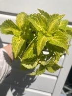 Siernetel oftewel Coleus niet winterhard, Tuin en Terras, Planten | Tuinplanten, Ophalen, Zomer, Overige soorten, Volle zon