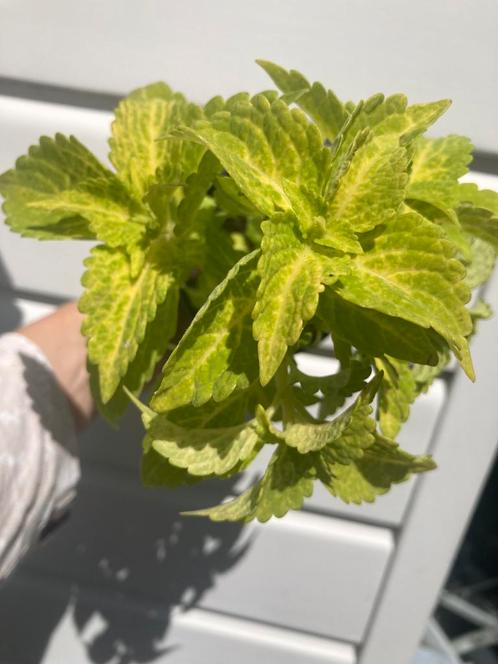 Siernetel oftewel Coleus niet winterhard, Tuin en Terras, Planten | Tuinplanten, Overige soorten, Volle zon, Zomer, Ophalen