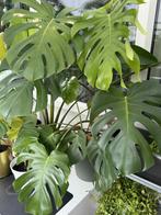 groot monstera, Huis en Inrichting, Kamerplanten, Ophalen, Overige soorten, In pot