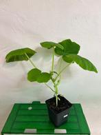 Moestuin Plantjes, Ophalen, Volle zon, Groenteplanten, Eenjarig