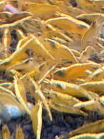 Yellow fire neonstripe, Neocaridina, Kreeft, Krab of Garnaal