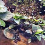 Ranitomeya amazonica french guiana Leggend koppel, Amfibie, 0 tot 2 jaar