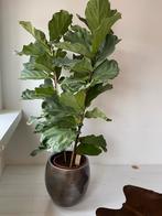 Ficus Lyrata (Vioolplant) in pot, Huis en Inrichting, Kamerplanten, Ficus, In pot, 150 tot 200 cm, Groene kamerplant