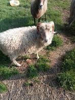 Te Koop; Ouessant Schaap., Dieren en Toebehoren, Vrouwelijk, Schaap