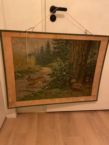 Oude Schoolplaat - Natuur en Biologie beschikbaar voor biedingen
