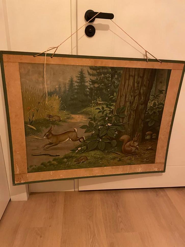 Oude Schoolplaat - Natuur en Biologie, Antiek en Kunst, Antiek | Schoolplaten, Natuur en Biologie, Ophalen