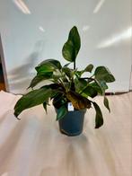 Philodendron Red Beauty P14, Huis en Inrichting, Kamerplanten, Verzenden, Overige soorten, Minder dan 100 cm