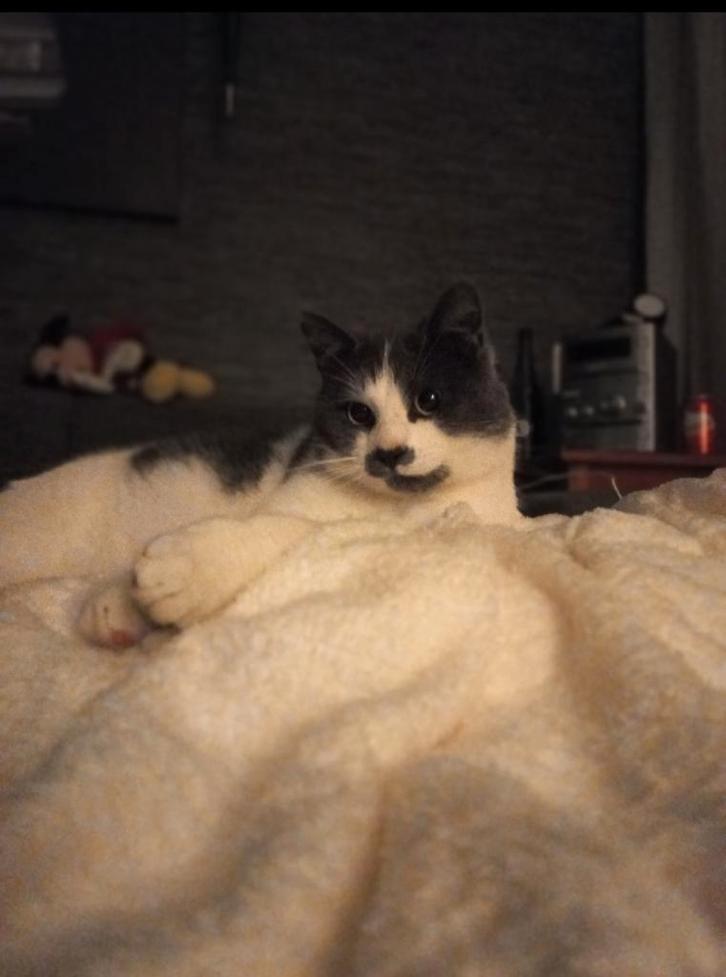 Angstige maar lieve kater zoekt rustig thuis, Dieren en Toebehoren, Katten en Kittens | Overige Katten, Kortharig, Kater, 3 tot 5 jaar