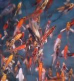 Import HQ Vlinderkoi mix ca 19 / 25 cm - Koidreams Valburg