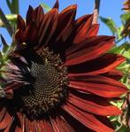 === Zonnebloem zaden avondzon Helianthus 150 stuks ===, Voorjaar, Ophalen, Zaad, Volle zon