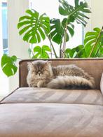 Britse langhaar, Dieren en Toebehoren, Katten en Kittens | Raskatten | Langhaar, Kater, Ontwormd, 0 tot 2 jaar