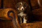 Australian Shepherd pups met stamboom, Dieren en Toebehoren, Parvo, Nederland, 8 tot 15 weken, Meerdere