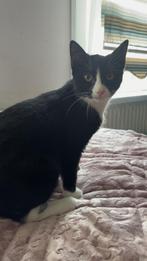 Lief katje Oreo, Dieren en Toebehoren, Katten en Kittens | Overige Katten, Poes, 0 tot 2 jaar