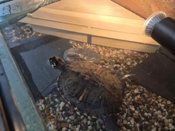 Schildpad met aquarium beschikbaar voor biedingen