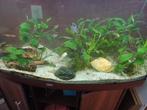 Juwel aquarium, Dieren en Toebehoren, Vissen | Aquaria en Toebehoren, Ophalen, Gevuld zoetwateraquarium