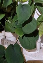 scindapsus jade satin stek, Ophalen of Verzenden, Halfschaduw, Minder dan 100 cm